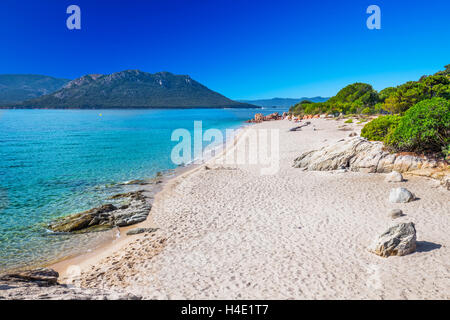 Grünen Kiefern am Sandstrand von San Ciprianu mit roten Felsen und Tourquise klares Wasser in der Nähe von Porto-Vecchio, Korsika, Frankreich, Europ Stockfoto