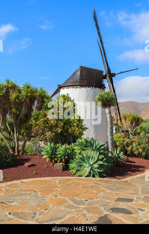 Alte Windmühle in tropischen Garten in Antigua Dorf, Fuerteventura, Kanarische Inseln, Spanien Stockfoto