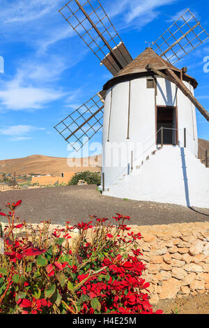 Traditionelle alte Windmühle mit roten Blumen im Vordergrund in Tiscamanita Dorf, Fuerteventura, Kanarische Inseln, Spanien Stockfoto