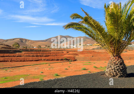 Palme und roten Böden vulkanischen Landwirtschaft Felder in der Nähe von Tiscamanita Dorf, Fuerteventura, Kanarische Inseln, Spanien Stockfoto