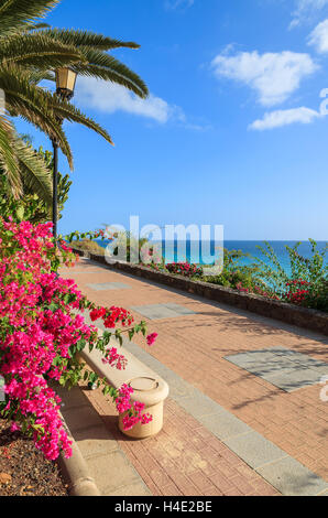 Tropische Blumen auf Promenade am Strand von Jandia in Morro Jable mit Blick aufs Meer, Fuerteventura, Kanarische Inseln, Spanien Stockfoto