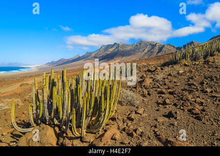 Grüner Kaktuspflanzen in Berglandschaft in der Nähe von Cofete Strand, Fuerteventura, Kanarische Inseln, Spanien Stockfoto