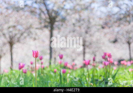 Hell rosa Tulpen unter weißen Kirschblüten in einem Obstgarten in Alnwick Garden, Northumberland in den späten Frühling Stockfoto