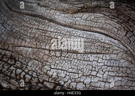 Treibholz am Strand Stockfoto