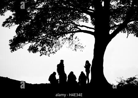 Eine Gruppe von Wanderern Halt für ein Mittagessen und Kaffeepause, reden und gemeinsam ruhen unter Sycamore Gap Baum am Hadrianswall Stockfoto