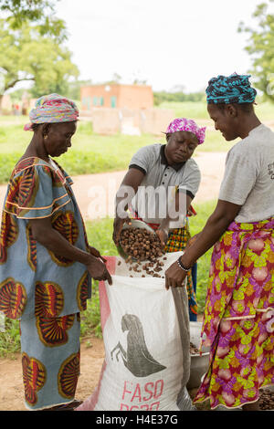 Frauen Tasche getrocknet Sheanüsse zu transportieren, ein Bearbeitungszentrum für Shea-Butter-Produktion in Burkina Faso, Westafrika. Stockfoto