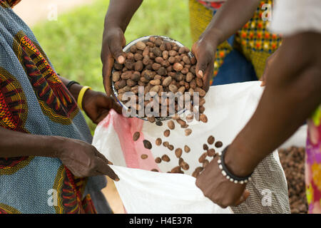 Frauen Tasche getrocknet Sheanüsse zu transportieren, ein Bearbeitungszentrum für Shea-Butter-Produktion in Burkina Faso, Westafrika. Stockfoto