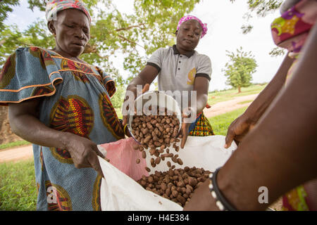 Frauen Tasche getrocknet Sheanüsse zu transportieren, ein Bearbeitungszentrum für Shea-Butter-Produktion in Burkina Faso, Westafrika. Stockfoto