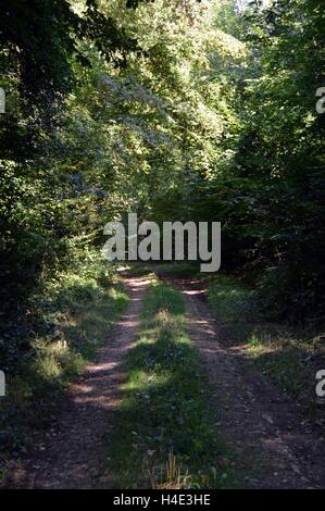 Pfad in Erde, im Wald zu schattieren. Stockfoto