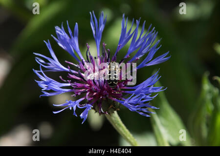 Centaurea Cyanus, Kornblume, umgangsprachlich ist eine einjährige blühende Pflanze in der Familie Asteraceae, in Europa heimisch. Stockfoto