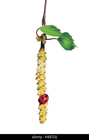 Marienkäfer auf Birke Baum Catkin Zweig, Marienkäfer und Betula Pendel Ament Stamm Makro Nahaufnahme Detail, junge Federblättern, große Stockfoto