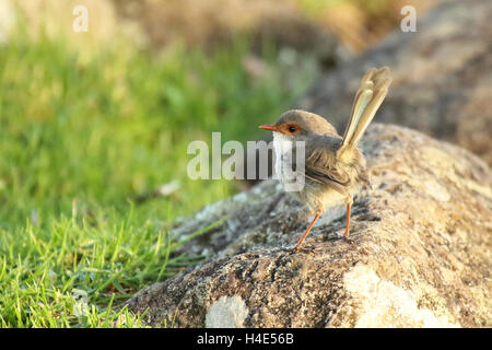 Eine weibliche hervorragende Fairy Wren blauen Schwanzfedern zeigen. Stockfoto