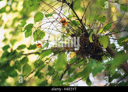 Birke Äste und Stamm mit Blätter aussehen auf. Sommerszene Stockfoto