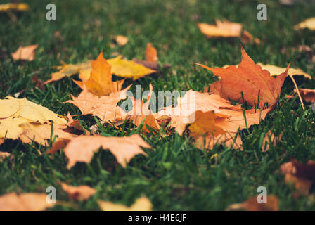 Gelbes Herbstlaub Ahorn auf dem grünen Rasen Stockfoto