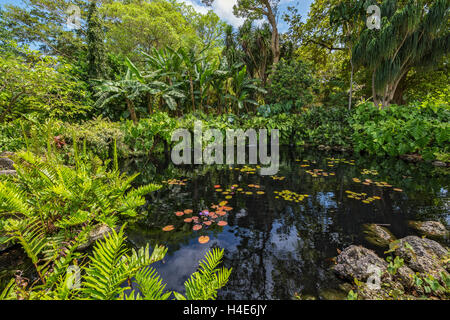 Coral Gables, Florida Fairchild Tropical Botanic Garden, Sibley Victoria Amazonica Pool Stockfoto