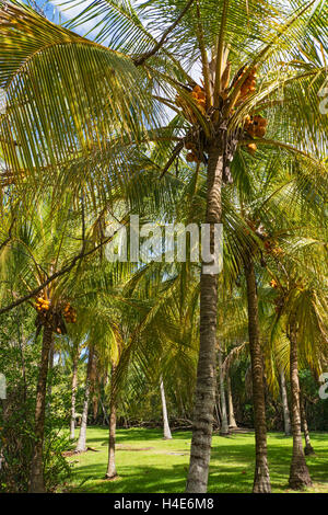 Coral Gables, Florida Fairchild Tropical Botanic Garden, Kokosnuss-Palmen Stockfoto