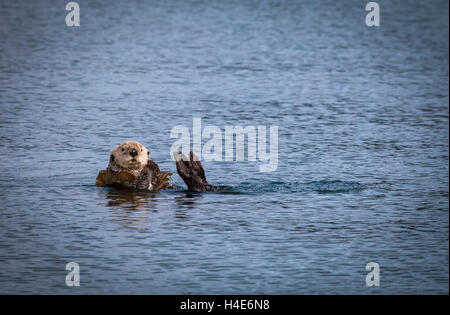 Sea Otter in Southeast Alaska schwimmende mit Seetang. Stockfoto