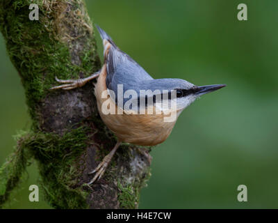 Eurasische Kleiber auf Baum Stockfoto