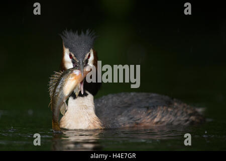 Haubentaucher / Haubentaucher (Podiceps Cristatus) präsentiert seine Beute mit Gejagte Fische (Bass), erfolgreicher Jäger. Stockfoto