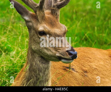 Nahaufnahme von Rotwild Hirsch liegend auf Wiese Stockfoto