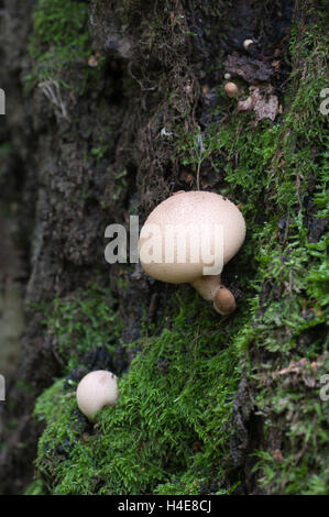 Puffball Pilze auf einem Baumstumpf - Lycoperdon Pyriforme in Moos Stockfoto