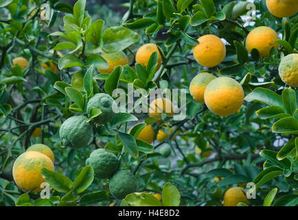 Poncirus Trifoliata. Japanische Bitterorange. Hardy Orange. Zählig Orange. Zitrusfrüchte Baum. Chinesische Bitterorange. Zitrus Trifoli Stockfoto