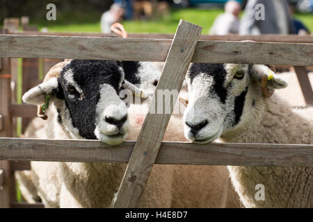 Swaledale Schafen zeigt bei Muker zeigen Swaledale North Yorkshire England UK Stockfoto