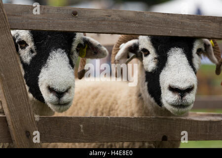 Swaledale Schafen zeigt bei Muker zeigen Swaledale North Yorkshire England UK Stockfoto