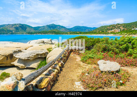 Blumen wachsen auf Sardiniens Insel in der Nähe von Campulongu Strand, Italien Stockfoto