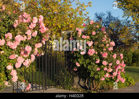 Rosenbusch framing Eisentor Stockfoto