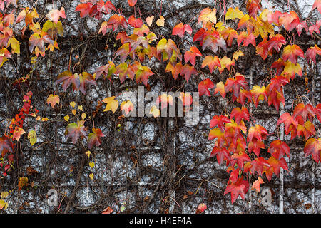 Red Ivy Creeper oder Parthenocissus Tricuspidata 'Veitchii' im Herbst Stockfoto