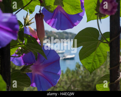 Morning glory Stockfoto