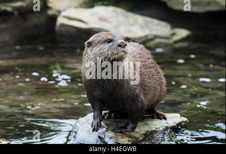 Asiatischen kurze Krallen Otter stehend auf einem Felsen in einem Fluss Stockfoto