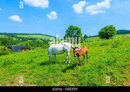 Mutter Pferd und ihr kleines Fohlen weiden auf der grünen Wiese, Pieniny-Gebirge, Polen Stockfoto