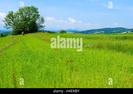Grünen Wiese und roten Mohn Blumen in Sommerlandschaft, Pieniny-Gebirge, Polen Stockfoto
