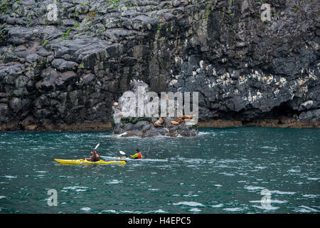 Alaska, Seward. Kenai Fjords Nationalpark, Resurrection Bay in der Nähe von Fox Island. Steller Seelöwen (WILD: Eumetopias Jubatus). Stockfoto