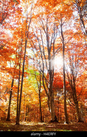 Herbst golden Buche Bäume fallen szenische, bunte und schöne Landschaft Stockfoto