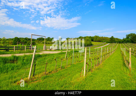 Weingut in die Weinregion des Burgenlandes im Frühling mit gelben Rapsfelder im Hintergrund, Österreich Stockfoto