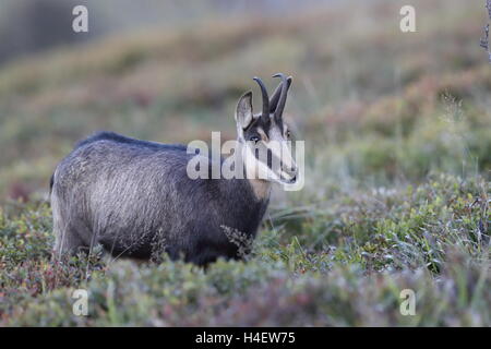 Gämse (Rupicapra Rupicapra) Vogesen, Frankreich Stockfoto