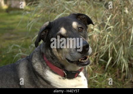 Meine alte aber glücklich Hund Rudy Valentino, auf 12 Jahre alt Stockfoto