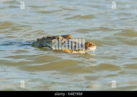 Nil-Krokodil (Crocodylus Niloticus), Lake Baringo, Kenia, Ostafrika Stockfoto