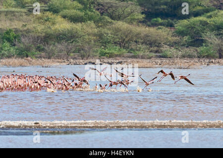 Flamingos (Phoenicopteridae) abfliegen, Lake Bogoria, Kenia, Ostafrika Stockfoto