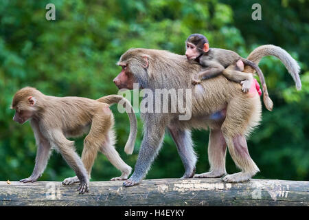 Hamadryas Pavian Familie mit Kind auf Rückseite, Mantelpavian (Papio Hamadryas) Stockfoto