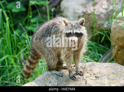 Nordamerikanischer Waschbär (Procyon Lotor), in Gefangenschaft, Deutschland Stockfoto