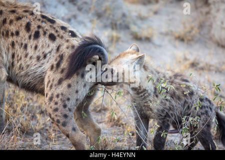 Lachende Tüpfelhyänen (Crocuta Crocuta), Jungtier schnüffeln Mutter, Timbavati Game Reserve, Südafrika Stockfoto