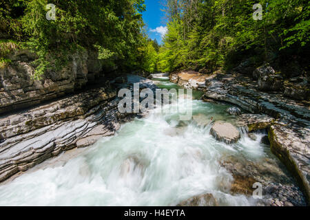 Taugl oder Tauglbach, Naturschutzgebiet Tauglgries, Bezirk Hallein, Salzburg, Österreich Stockfoto