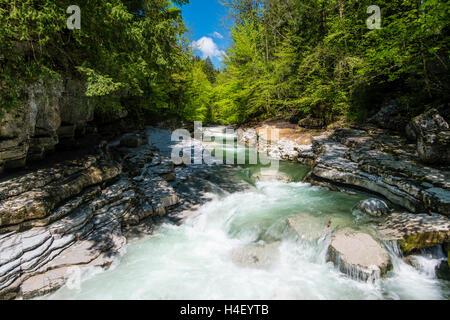 Taugl oder Tauglbach, Naturschutzgebiet Tauglgries, Bezirk Hallein, Salzburg, Österreich Stockfoto