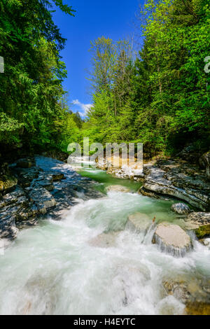 Taugl oder Tauglbach, Naturschutzgebiet Tauglgries, Bezirk Hallein, Salzburg, Österreich Stockfoto