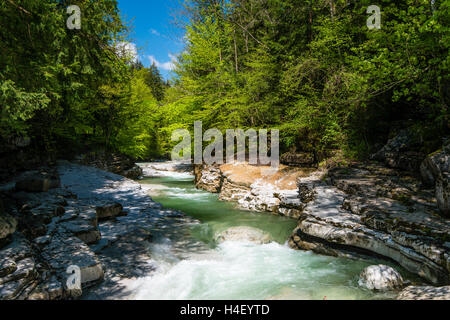 Taugl oder Tauglbach, Naturschutzgebiet Tauglgries, Bezirk Hallein, Salzburg, Österreich Stockfoto