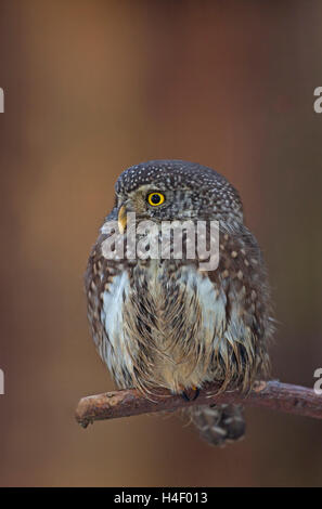 Sperlingskauz (glaucidium passerinum) sitzen auf Zweig, Schleswig-Holstein, Deutschland Stockfoto